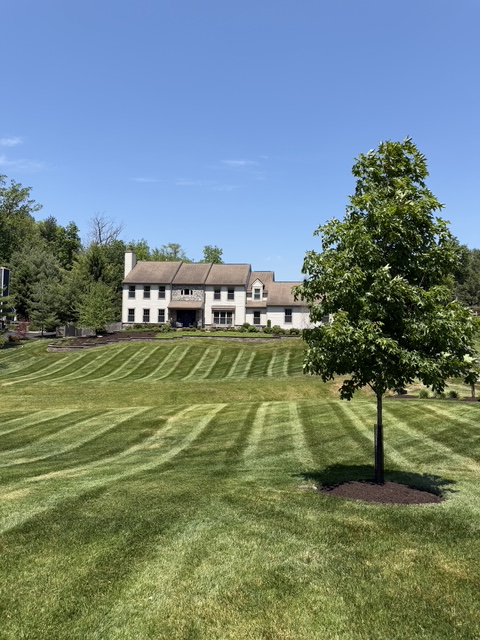 Lawn Maintenance